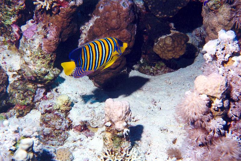 Coll EG 024.jpg